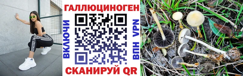 Псилоцибиновые грибы прущие грибы  Курчалой 